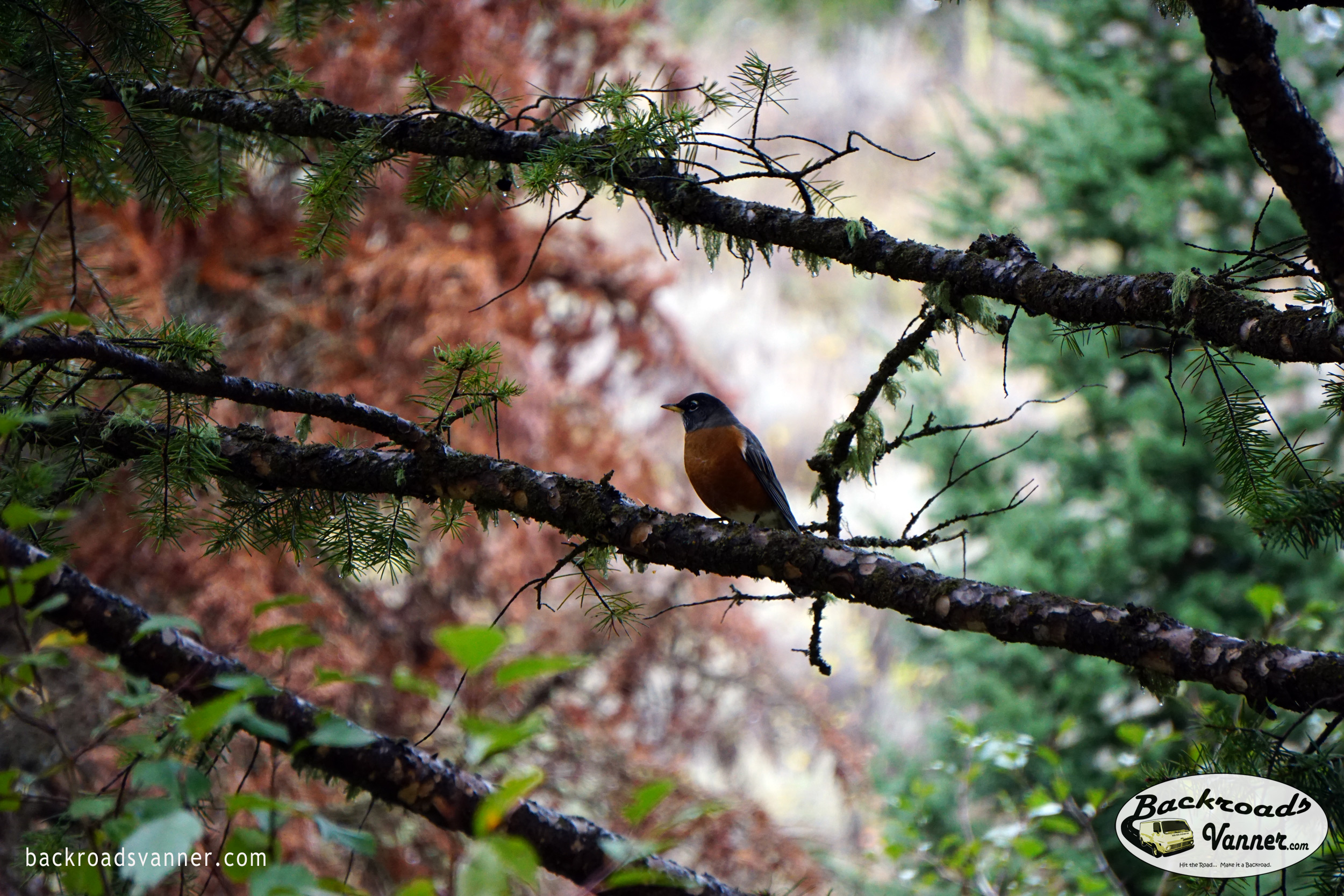 Bird in Grand Teton National Park | Photo By BackroadsVanner.com