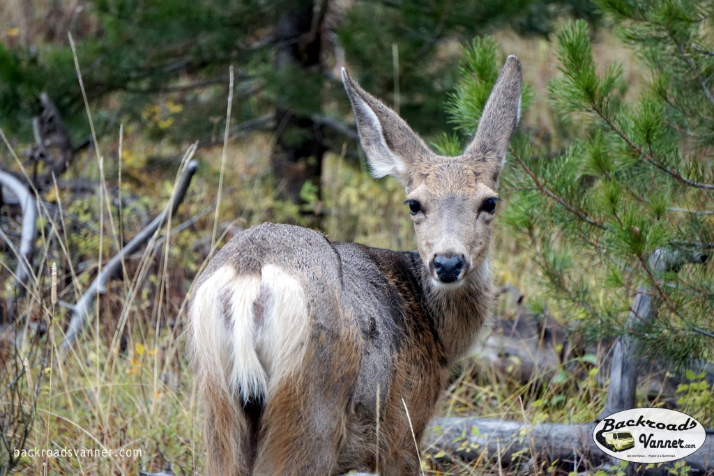 Deer in Grand Teton National Park| Photo By BackroadsVanner.com