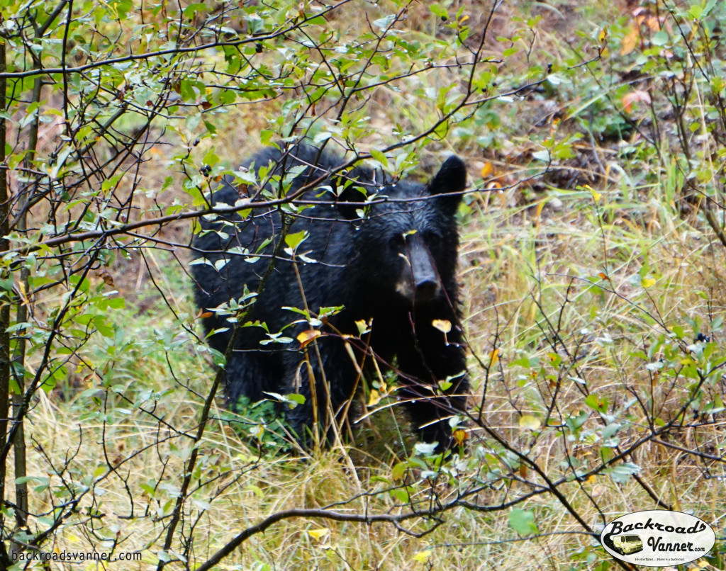 Black Bear @ Moose-Wilson Rd. | Grand Teton National Park | Photo by BackroadsVanner.com
