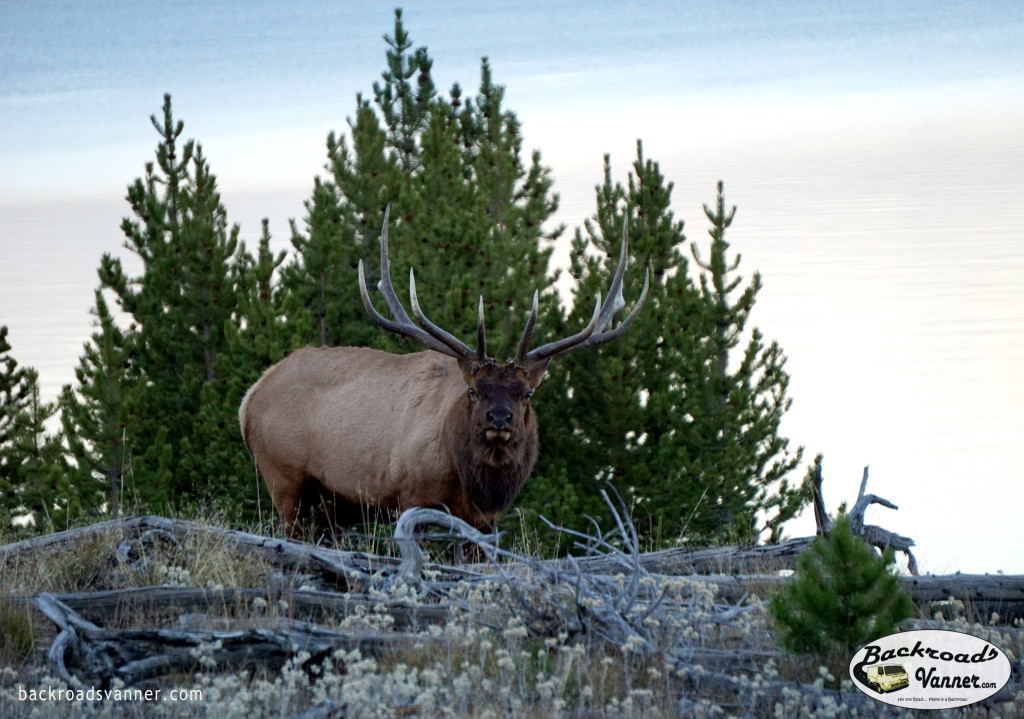 Bull Elk in Yellowstone National Park | Photo By BackroadsVanner.com